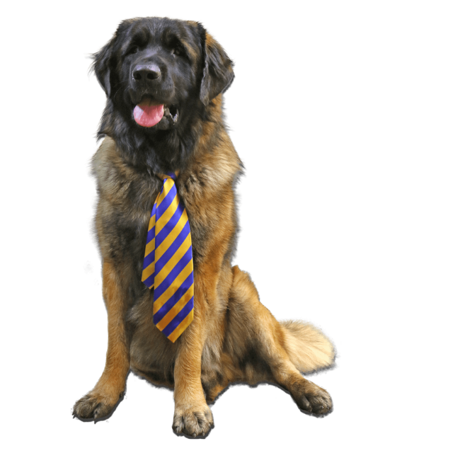 Leonberger Dog With Yellow and Purple Tie